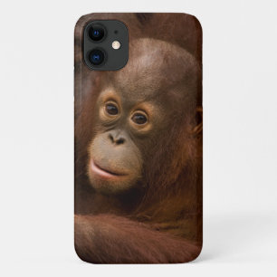 Funda Para iPhone 11 Madre de orangután y bebé en el zoológico