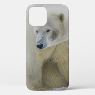 FUNDA PARA iPhone 12 MADRE DE OSO POLAR Y CUBO AL NORTE DE ALASKA