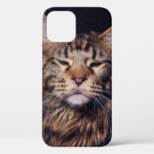 Funda Para iPhone 12 maine coon sobre un fondo negro joven, gato, c