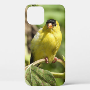 Funda Para iPhone 12 Male American Goldfinch