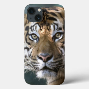 title_seo2 Male Sumatran Tiger (Panthera tigris sumatrae)