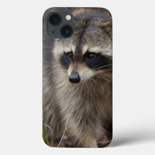 Funda Para iPhone 13 Mapache, Procyon lotor, Florida