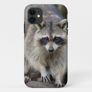 Funda Para iPhone 11 Mapache, Procyon lotor, Florida, EE. UU. 2