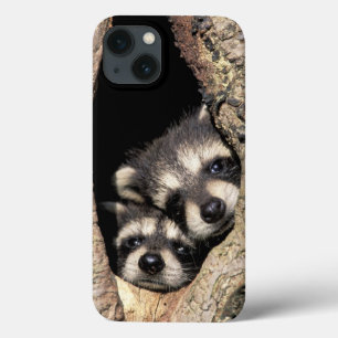 Funda Para iPhone 13 Mapaches bebés en cavidad de árbol Procyon