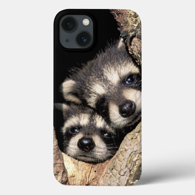 Funda De Case-Mate Para iPhone Mapaches bebés en cavidad de árbol Procyon (Reverso)