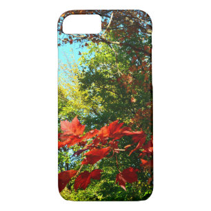 title_seo2 Maple japonés en otoño