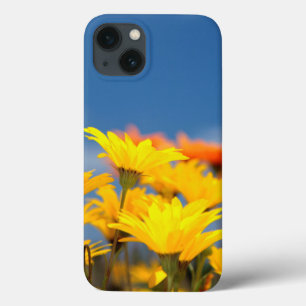 Funda Para iPhone 13 Margaritas de Namaqualand naranjas y amarillas