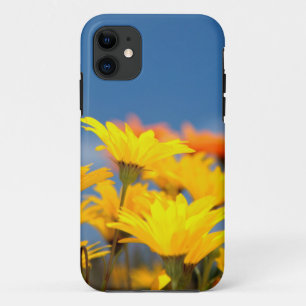 Funda Para iPhone 11 Margaritas de Namaqualand naranjas y amarillas