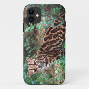 title_seo2 Margay, Leopardus wiedi, Nativo de México hasta