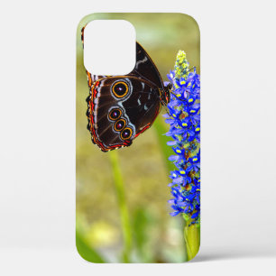 Funda Para iPhone 12 Pro Mariposa morfo azul en una orquídea de mariscos