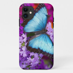 title_seo2 Mariposa Tropical de Sammamish Washington