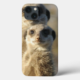 title_seo2 Meerkat