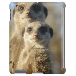 title_seo2 Meerkat