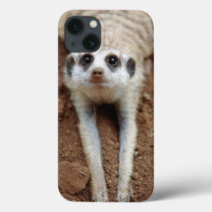 Funda Para iPhone 13 Meerkat (Suricata Suricatta) que se refresca abajo