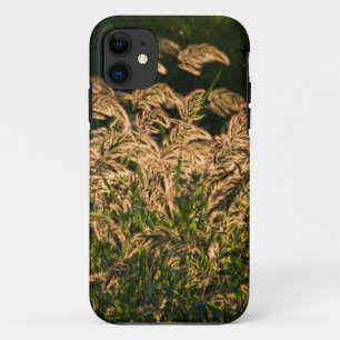 title_seo2 Mijo Silvestre (Panicum Sp.) Creciendo En Humedal