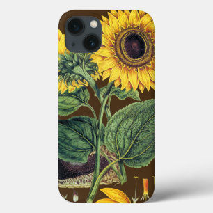 title_seo2 Miller: Sunflower
