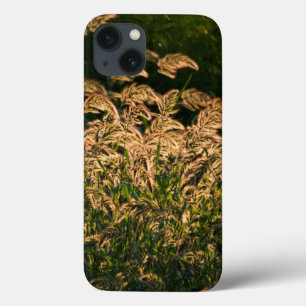 Funda Para iPhone 13 Millet Silvestre (Panicum Sp.) Crecer En Humedales