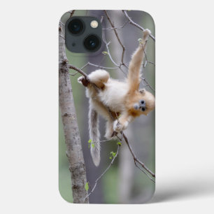 Funda Para iPhone 13 Mono dorado chato de nariz respingada lindo en ram