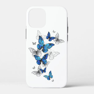 title_seo2 Morfo de las mariposas voladoras azules