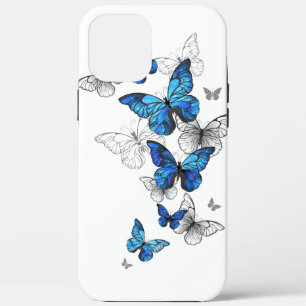 title_seo2 Morfo de las mariposas voladoras azules