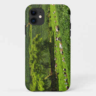 title_seo2 Mujeres cosechando té