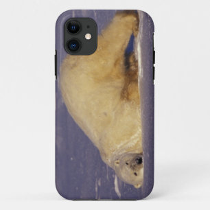 Funda Para iPhone 11 NA, Canadá, Manitoba, Churchill, Oso polar