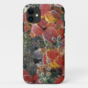 Funda Para iPhone 11 NA, EE. UU., Alaska. Parque Nacional Denali. Bearb