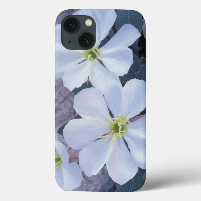 Funda De Case-Mate Para iPhone NA, EE.UU., Utah, Arches NP, Evena primrose (Reverso)