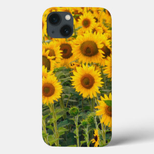 Funda Para iPhone 13 Na, Estados Unidos, Colorado, Sunflower