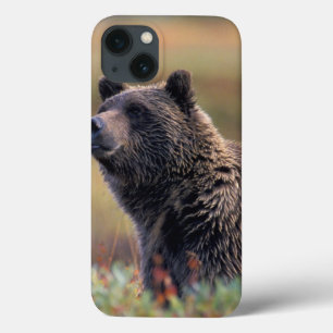 Funda Para iPhone 13 NA, USA, Alaska, Denali NP, Grizzly bear