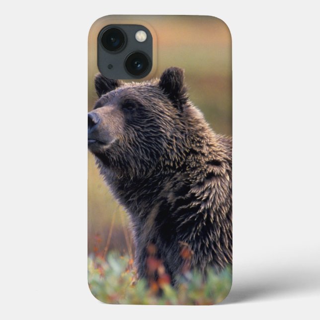 Funda De Case-Mate Para iPhone NA, USA, Alaska, Denali NP, Grizzly bear (Reverso)