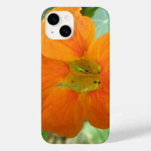 title_seo2 Naranja Nasturtium Flor