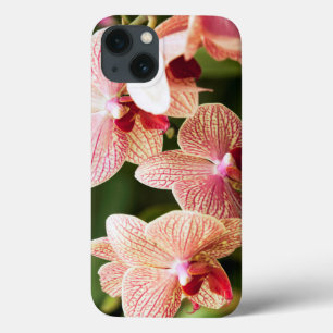 Funda Para iPhone 13 Naranja Orquídea Híbrida, Sudáfrica