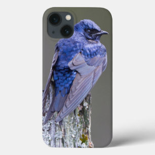 Funda Para iPhone 13 Nido de macho de golondrina purpúrea sobre el lago