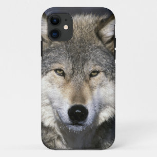 Funda Para iPhone 11 Norteamérica, EE. UU., Minnesota. Lobo Canis