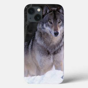 title_seo2 North America, Canada, Eastern Canada, Grey wolf