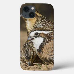 Funda Para iPhone 13 Northern Bobwhite quail babies at pond for drink