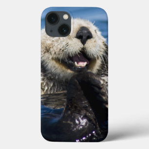 title_seo2 Novios de los lutris del Enhydra de la nutria de