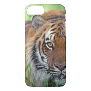 title_seo2 Ojo del tigre