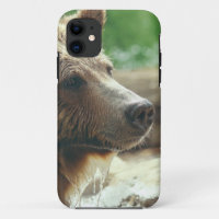 Ojos animales de la cara del oso adorable lindo de