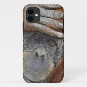 Funda Para iPhone 11 Orangután de Sumatra hembra en cautiverio