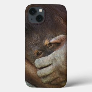 Funda Para iPhone 13 Orangután de Sumatran, pygmaeus del Pongo