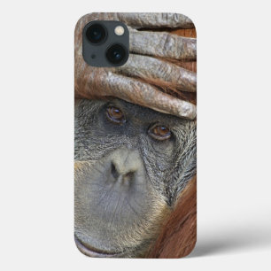 title_seo2 Orangután femenino prisionero de Sumatran