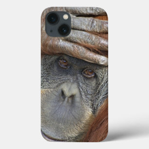 title_seo2 Orangután femenino prisionero de Sumatran