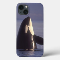 Orca de la orca de Spyhopping (orcinus de la orca)