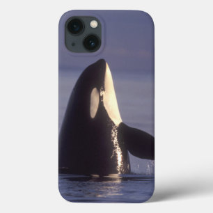 title_seo2 Orca de la orca de Spyhopping (orcinus de la orca)