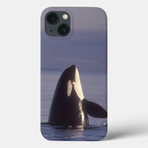 Funda Para iPhone 13 Orca de la orca de Spyhopping (orcinus de la orca)