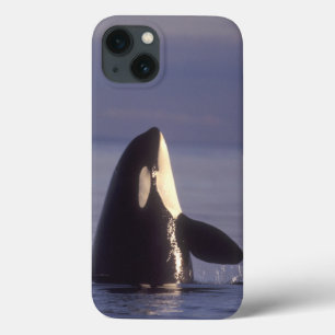 Funda Para iPhone 13 Orca de la orca de Spyhopping (orcinus de la orca)