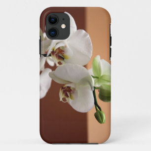 title_seo2 Orquídea