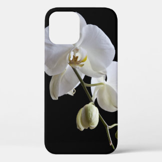 title_seo2 Orquídea de falaenopsis blanca sobre negro